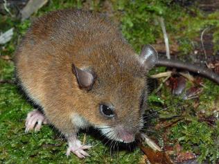 Cordillera forest mouse (Apomys datae)