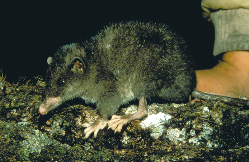 Cordillera shrew-mouse (Archboldomys kalinga)
