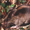 Cordillera striped earth-rat (Chrotomys whiteheadi)