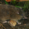 Luzon furry-tailed rat (Batomys granti)
