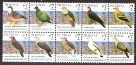 Various Species of Pigeon