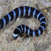 Banded Sea Snake (Laticauda colubrina)