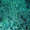 Branching Coral (Seriafopora hystrix) 