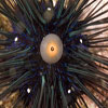 Sea Urchin (Heterocentrotus mammillatus)
