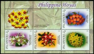 Topicals Philippine Hoyas